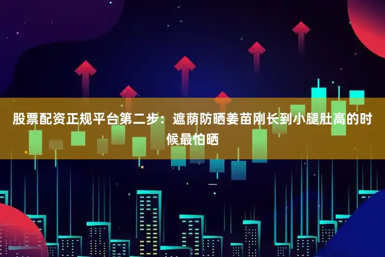 股票配资正规平台第二步：遮荫防晒姜苗刚长到小腿肚高的时候最怕晒