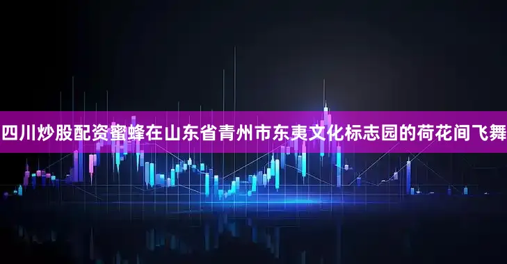 四川炒股配资蜜蜂在山东省青州市东夷文化标志园的荷花间飞舞